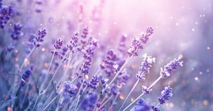 lavender-flowers