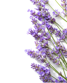 lavender sprig