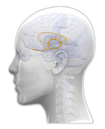 the limbic system
