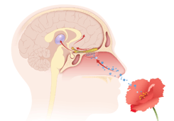 side view of brain inside of a head showing a person smelling and molecules hitting nerves