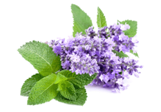 peppermint leaves and lavender