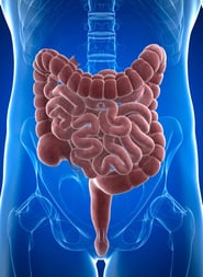 A graphic highlighting the small and large intestines