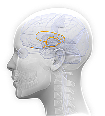 brain's limbic system