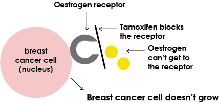 Tamoxifen diagram